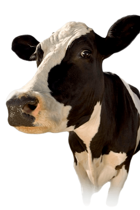 Kráva